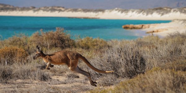 Kangourou près de la mer en Australie
