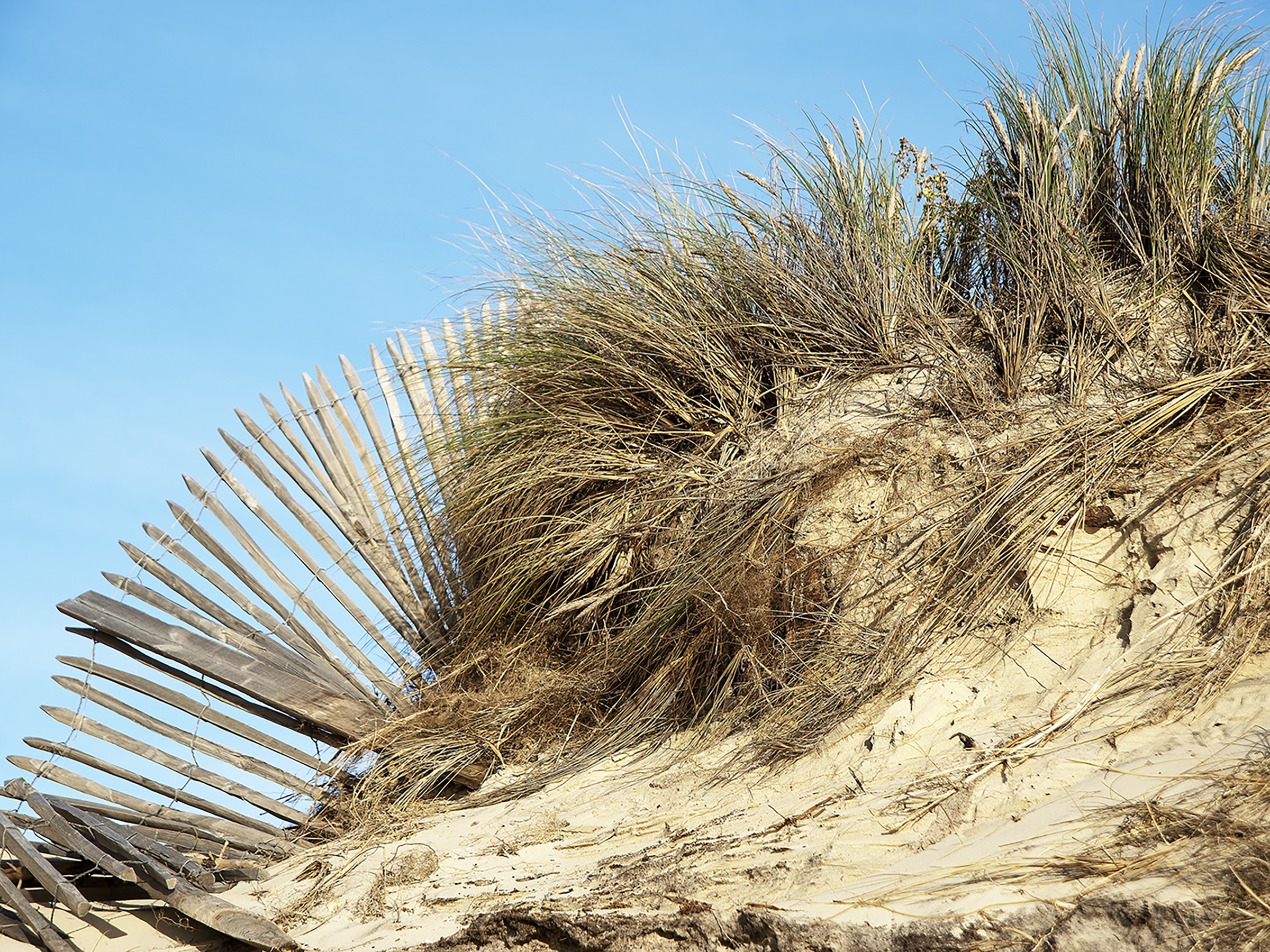 Photographie « La dune Lion », série Bassin de Sabine Chabot : Ces plages océanes typiques: cakiliers,ganivelles...aucun doute on y est.
