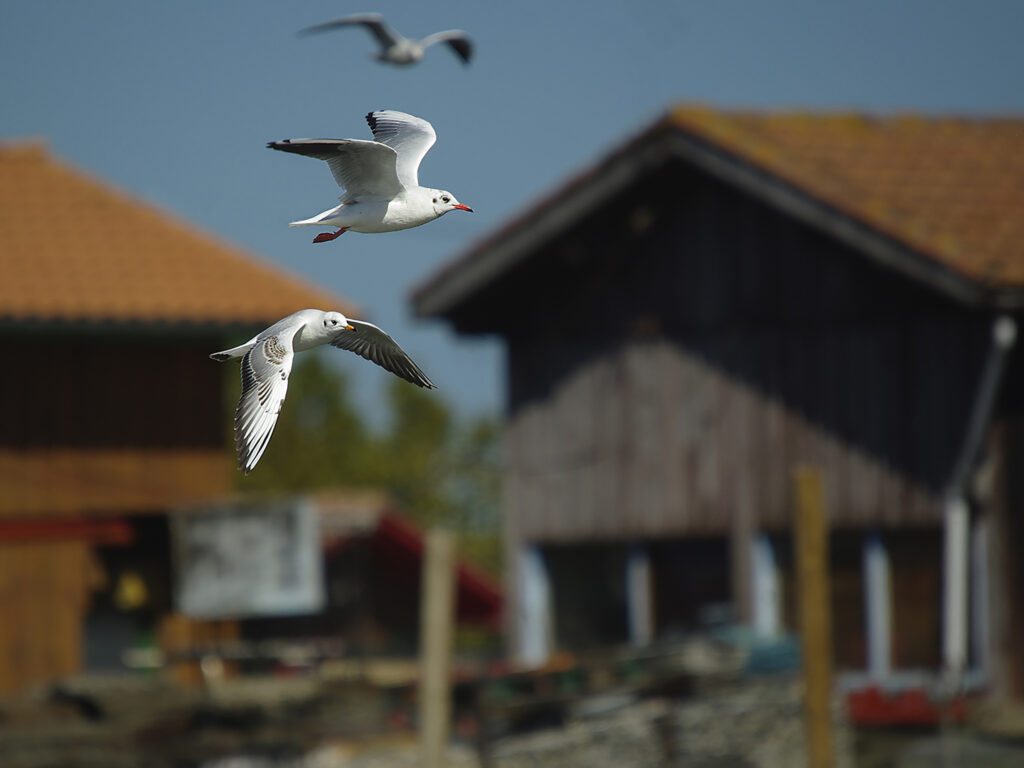 Photographie « Les mouettes », série Bassin de Sabine Chabot : Mouettes sur le port de La Teste.