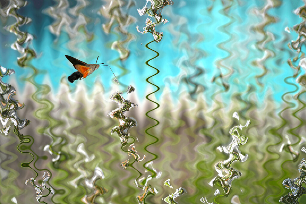 Photographie « Bird », série Photo Raku® de Sabine Chabot : Double défi pour ce sphynx colibiri net dans un décor interprété façon photo Raku® pour lui donner toute sa superbe.